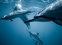 必一运动-这都没打进？冯劲包抄面对大半个空门打偏，但马莱莱也越位在先了